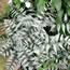 Athyrium nipponicum Ursula's Red